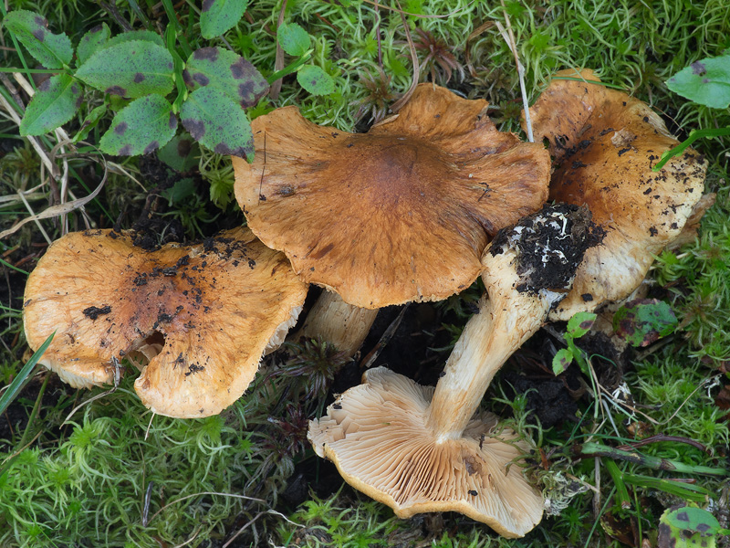 Cortinarius rufoallutus